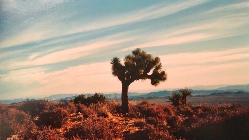 Joshua Tree